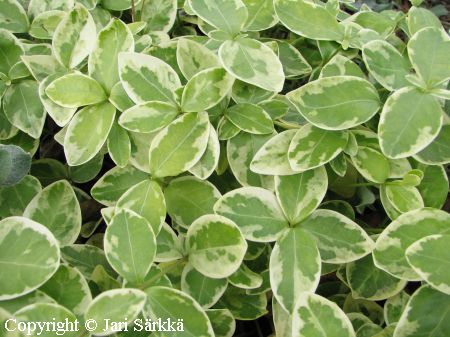 Vinca minor 'Variegata', pikkutalvio